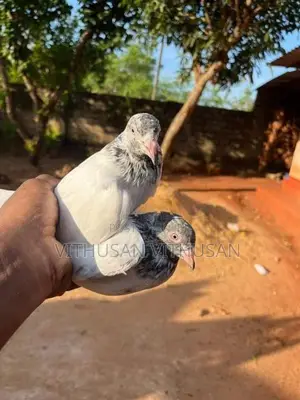 Pigeon