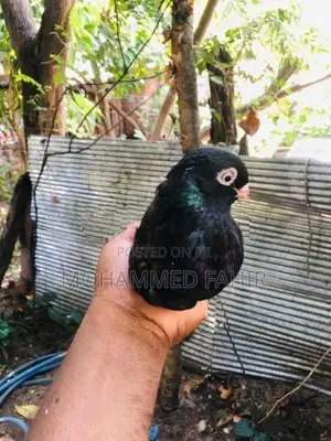 Pigeon