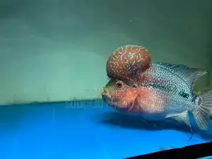 Flowerhone Fish