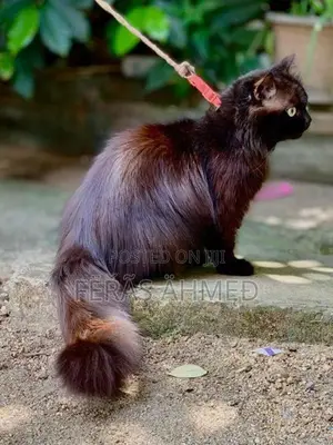 Persian Cat