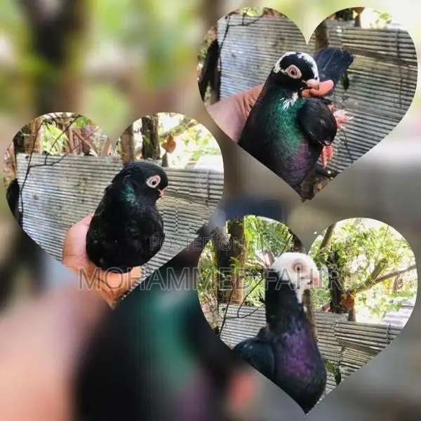 Pigeon