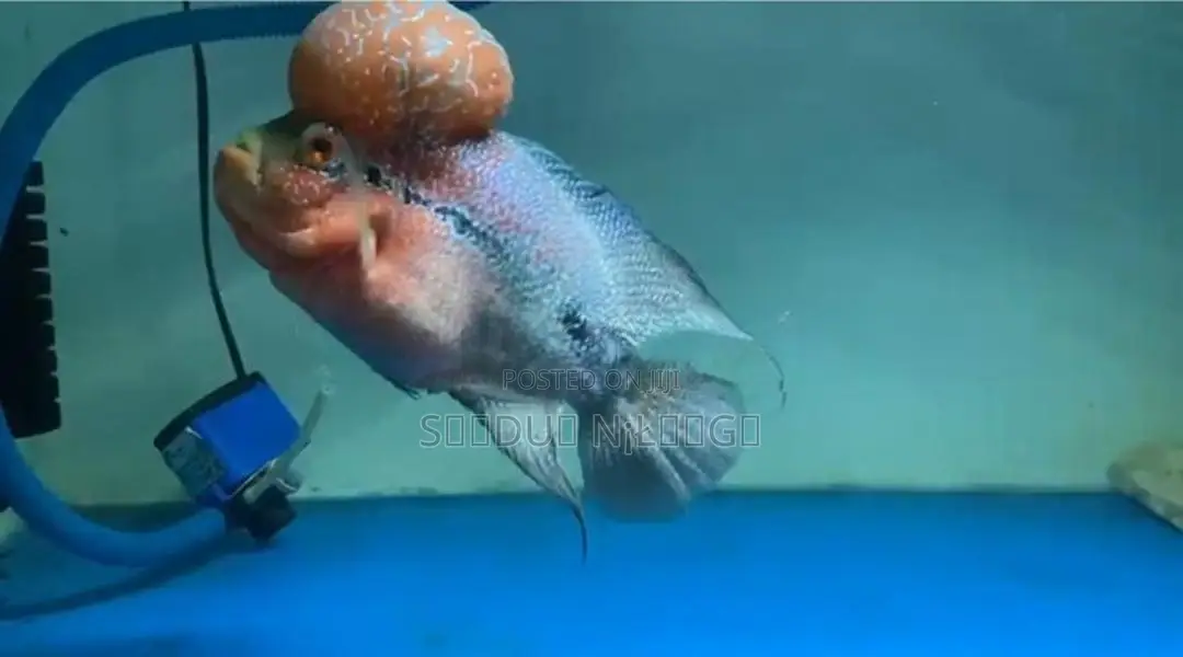 Flowerhone Fish