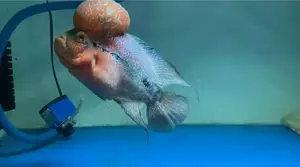 Flowerhone Fish