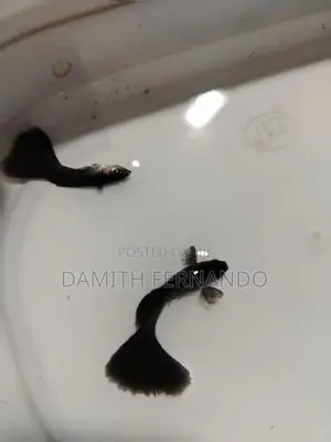 Guppy Fish