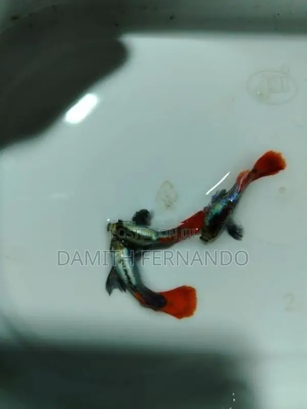 Guppy Fish