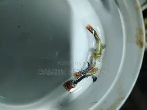 Guppy Fish