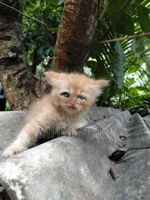 Ginger Persian Kitten