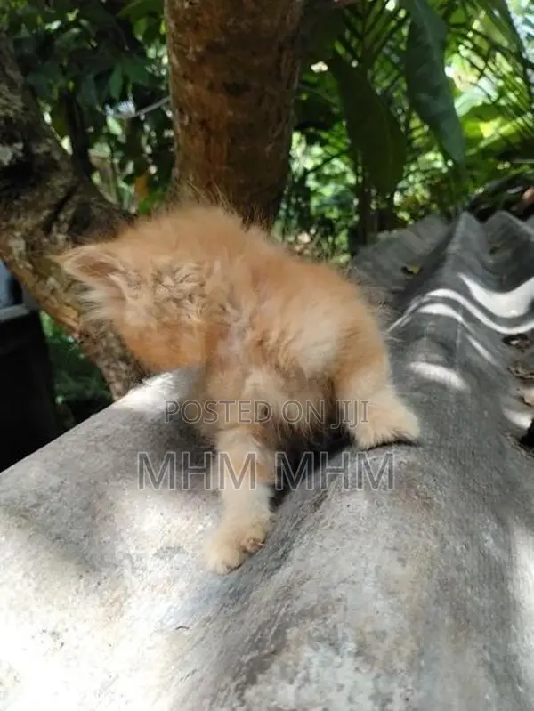 Ginger Persian Kitten