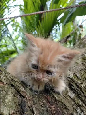 Ginger Persian Kitten