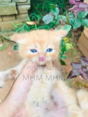 Ginger Persian Kitten