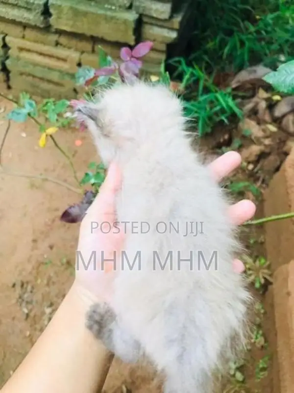 Ginger Persian Kitten