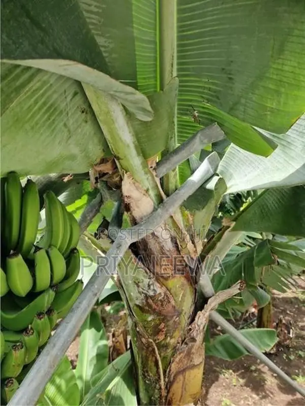 Banana Plants