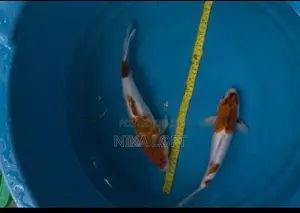 Koi Fish