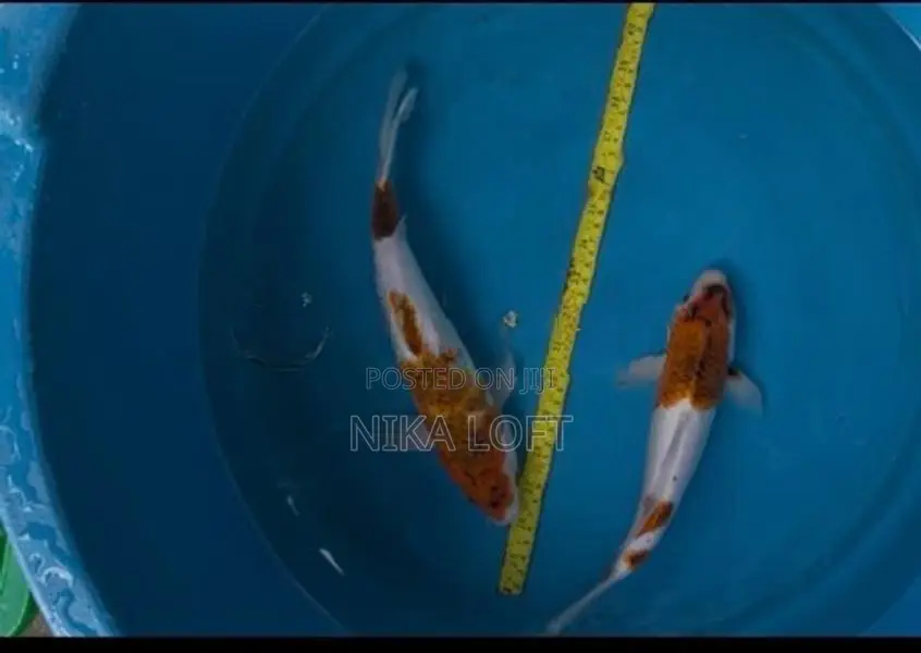 Koi Fish