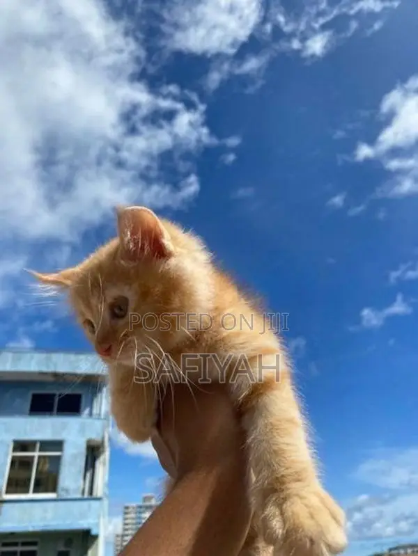 Persian X Turkish Angora