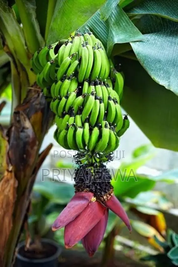 Banana Plants