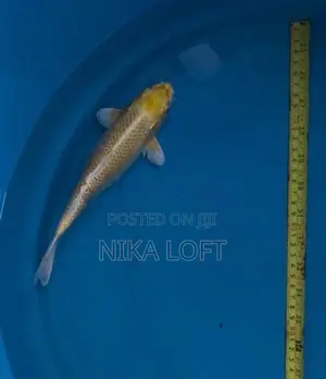 Koi Fish