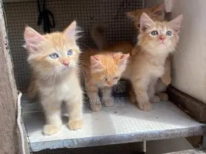 Persian X Turkish Angora
