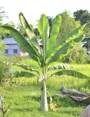 Banana Plants