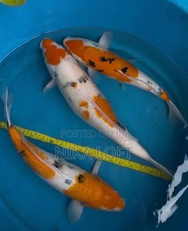 Koi Fish
