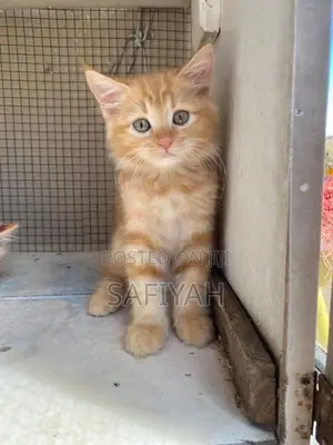 Persian X Turkish Angora
