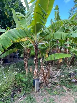 Banana Plants