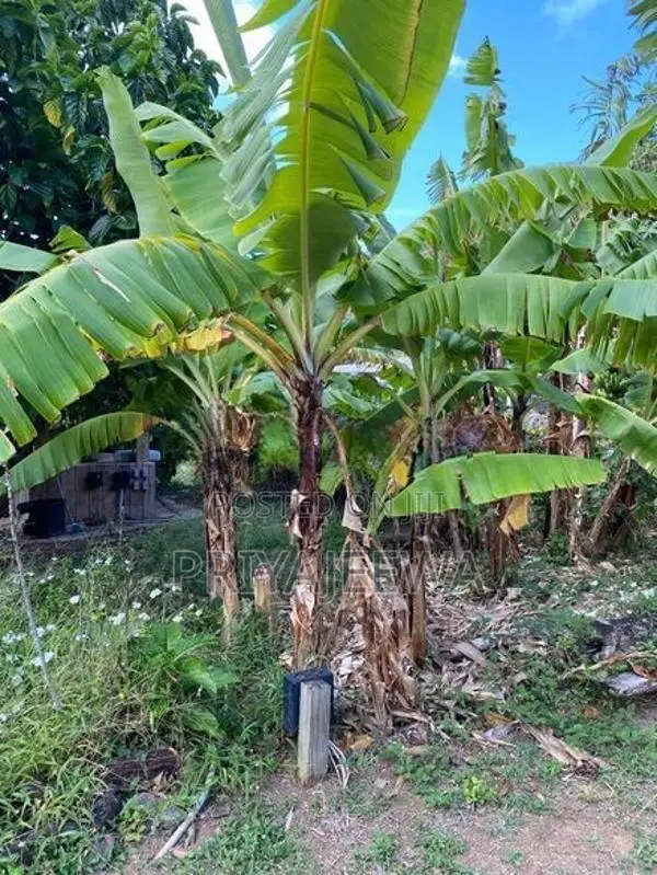 Banana Plants