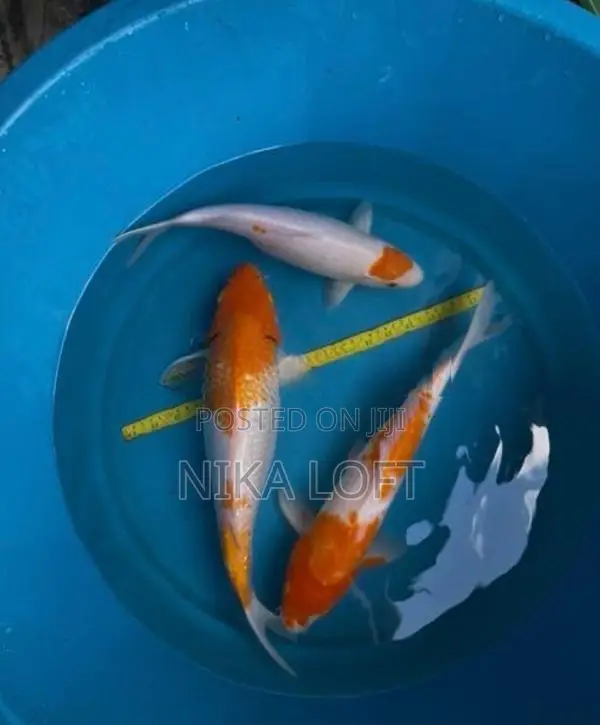 Koi Fish