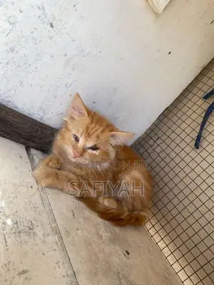 Persian X Turkish Angora
