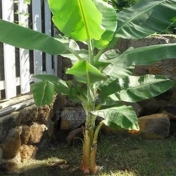 Banana Plants
