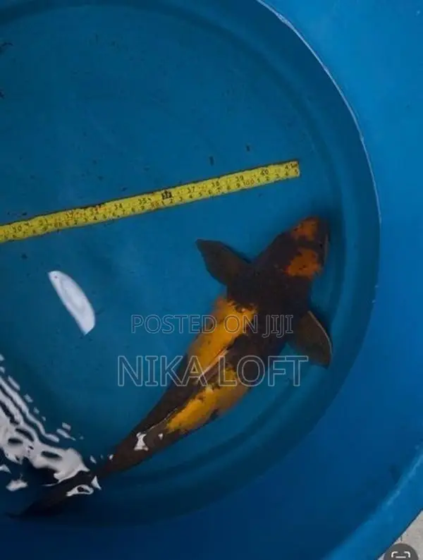 Koi Fish
