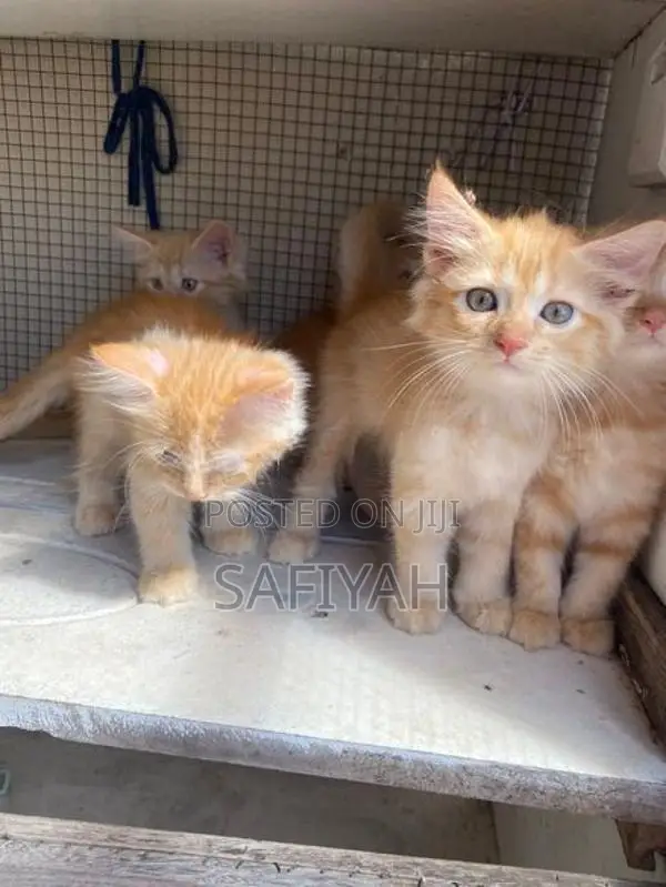 Persian X Turkish Angora