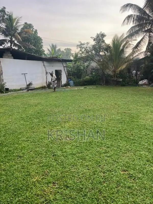 Malaysian Grass