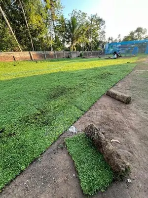 Malaysian Grass