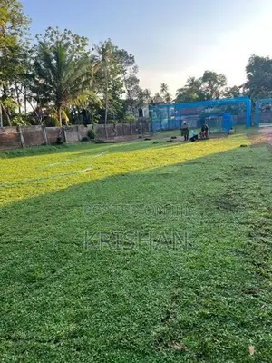 Malaysian Grass