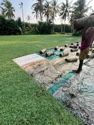 Malaysian Grass