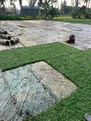 Malaysian Grass
