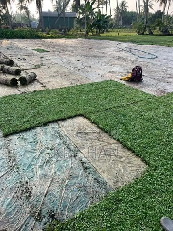 Malaysian Grass