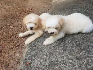 Tibetan Terrier Puppies