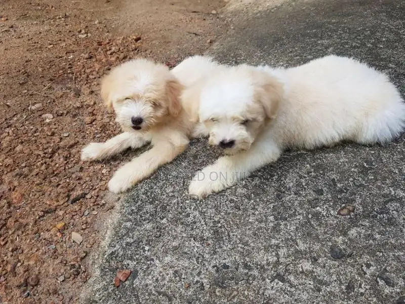 Tibetan Terrier Puppies