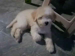 Tibetan Terrier Puppies