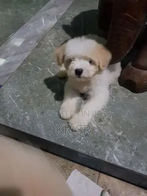 Tibetan Terrier Puppies