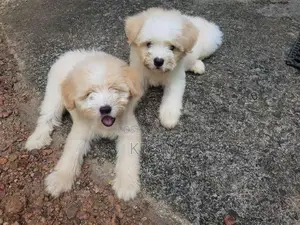 Tibetan Terrier Puppies