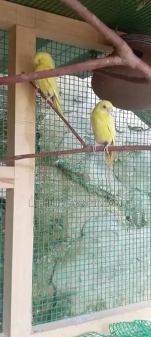 Red Eye Yellow Love Bird Pair