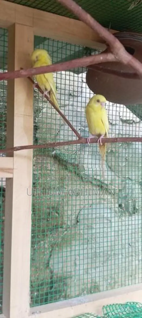 Red Eye Yellow Love Bird Pair
