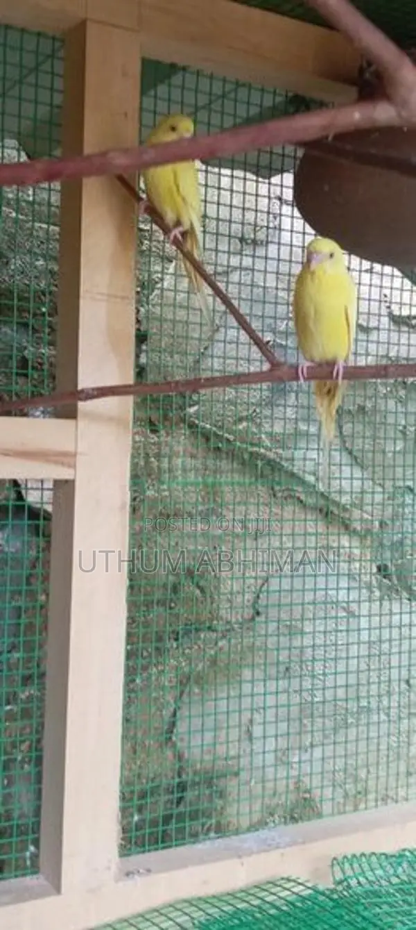 Red Eye Yellow Love Bird Pair