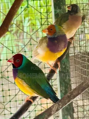 Golden Finches