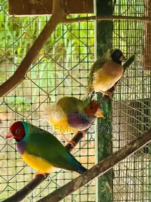 Golden Finches