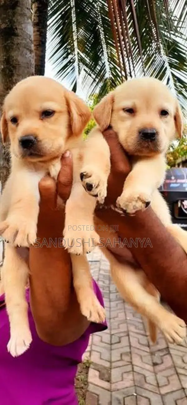 Labrador Retriever Puppies