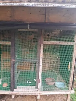 Birds Cage